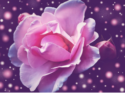 Webinar: Energieübertragung für Öffnung des Herzchakras mit Erzengel Chamuel ♥