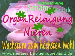 Webinar: Organreinigung-Die Nieren