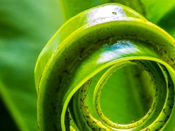 Webinar: VIDEO Lass Dich Verzaubern gentle souls Deva Einweihung
