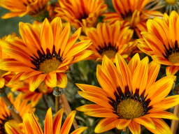 Erleuchtungsenergie - Energieübertragung von der Aufgestiegenen Meisterin Maria, OFFLINE