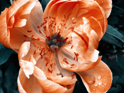 ***NEU*** - Protokoll zur Knochenstrukturreformation (Höllische Glamouröse Schönheit - Extrem!) - Fernausbildung! ***NEU*** - Protokoll zur Knochenstrukturreformation (Höllische Glamouröse Schönheit - Extrem!) - Fernausbildung!