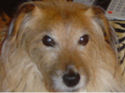 Webinar: Live-Tierkommunikation