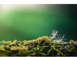 Webinar: Naturwesengeflüster mit Live-Meditation