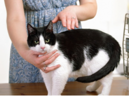 Webinar: Geistheilung für Tiere