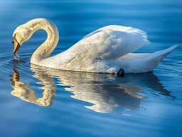 Webinar: Selbststärkung & zu sich stehen: Live-Channeling Lady Nada & Engel Raphael