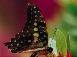 Webinar: INDIANISCHES CHAKRA-HEILEN 1. Chakra