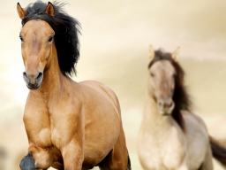 Webinar: Fantasiereise Krafttier Pferd
