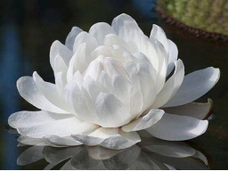 Webinar: Lotusmeditation - Heilenergieübertragung
