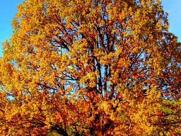 Webinar: Licht, Leichtigkeit und Wärme gegen Herbststimmung