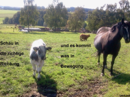 Webinar: Themenaufstellung zum Kennenlernen