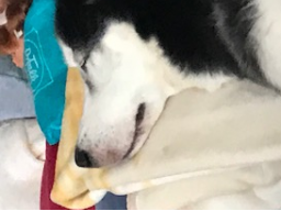 Webinar: mein Hund spielt nicht ?