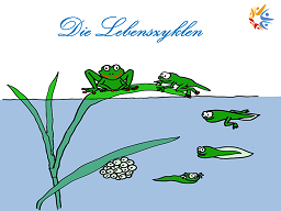 Webinar: "Die Lebenszyklen"