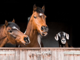 Wo drückt der Huf, die Pfote?