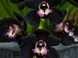 Coaching/Ausbildung: Diamant Schwarze Orchidee - Diamond Black Orchid (Klärung/Erleuchtung) - Ferneinweihung!