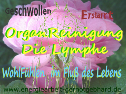 Webinar: OrganReinigung-Die Lymphe