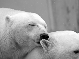 Webinar: Fantasiereise Krafttier Eisbär
