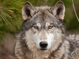 Webinar: Fantasiereise Krafttier Wolf