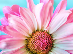 Webinar: Field of Love Meditation
