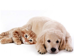 Webinar: Kuthumi Tierlichtheilung