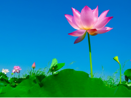 Webinar: Karma klären für ein leichteres Leben