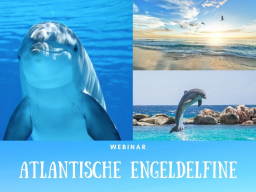 Webinar: Begegne den atlantischen Engeldelfinen