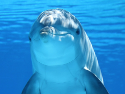 Webinar: Fantasiereise Krafttier Delfin