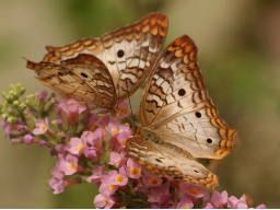 Webinar: Fantasiereise Krafttier Schmetterling
