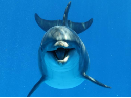 Webinar: Liebeslicht der Delfine  Lichtbad