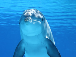 Webinar: Atlantischer Ozean "Tempel der Delfine"