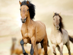 Webinar: Fantasiereise Krafttier Pferd