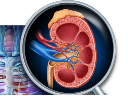 Webinar: Ausbildung Astromedizin - 7 Das Ausscheidungssystem von Nieren und Blase