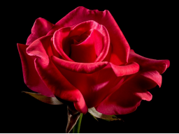 Nachtheilsitzung Heilkraft der Rose