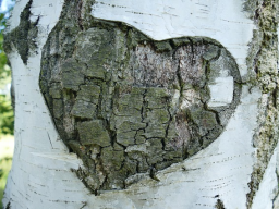 Webinar: Field of Love Meditation