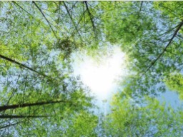 Webinar: Dein Herz-dein Begleiter und Wegweiser