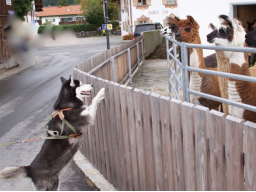 Webinar: Grüner Star beim Hund