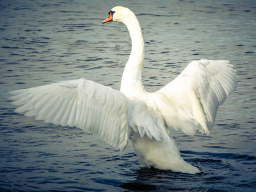 Webinar: Schamanische Krafttierreise zur Selbstfindung/ der Schwan