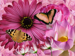 Webinar: Field of Love Meditation