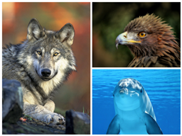 Webinar: Die Welt der Krafttiere