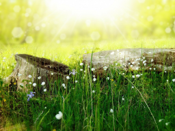 Webinar: Befreiung / Clearing von Fremdenergien