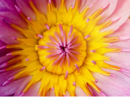 Webinar: Klang-Coaching | Potentialentfaltung mit Herz und Klang