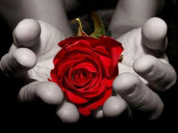 Webinar: Rose Touch & Rose Talk - The Gift of Love