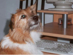 Webinar: Live-Tierkommunikation