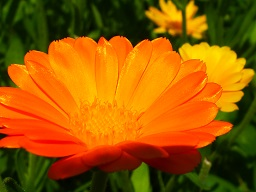 Webinar: Einzelberatung -Channeling zu deiner Gesundheit