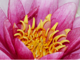 Webinar: Herzens Coaching