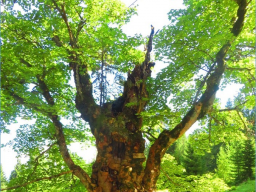 Webinar: Lebensbaum Meditation