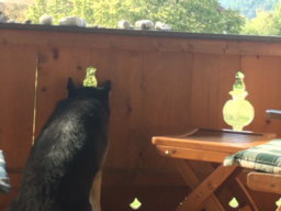 Webinar: Wellness mit Hund und Katze