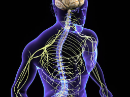 NERVENSYSTEM-RESET & STRESS-REGULIERUNG