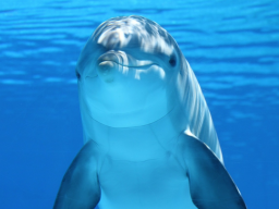 Webinar: Fantasiereise Krafttier Delfin