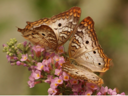 Webinar: Fantasiereise Krafttier Schmetterling