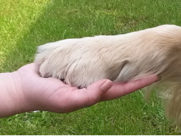 Webinar: Tierkommunikation - Lautlose Sprache - mit LIVE Demonstration